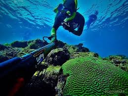 Snorkeling - Seven Seas