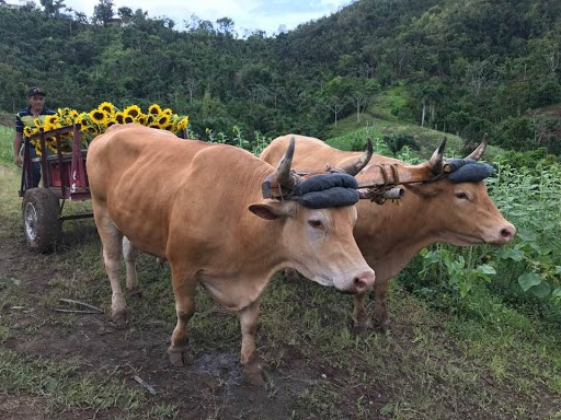 Finca Girasoles Flores del Salto