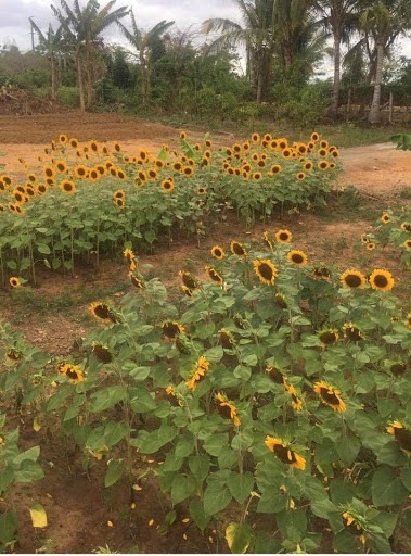 Finca Girasoles Carolina