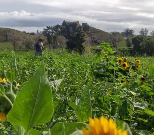 Girasoles Camuy
